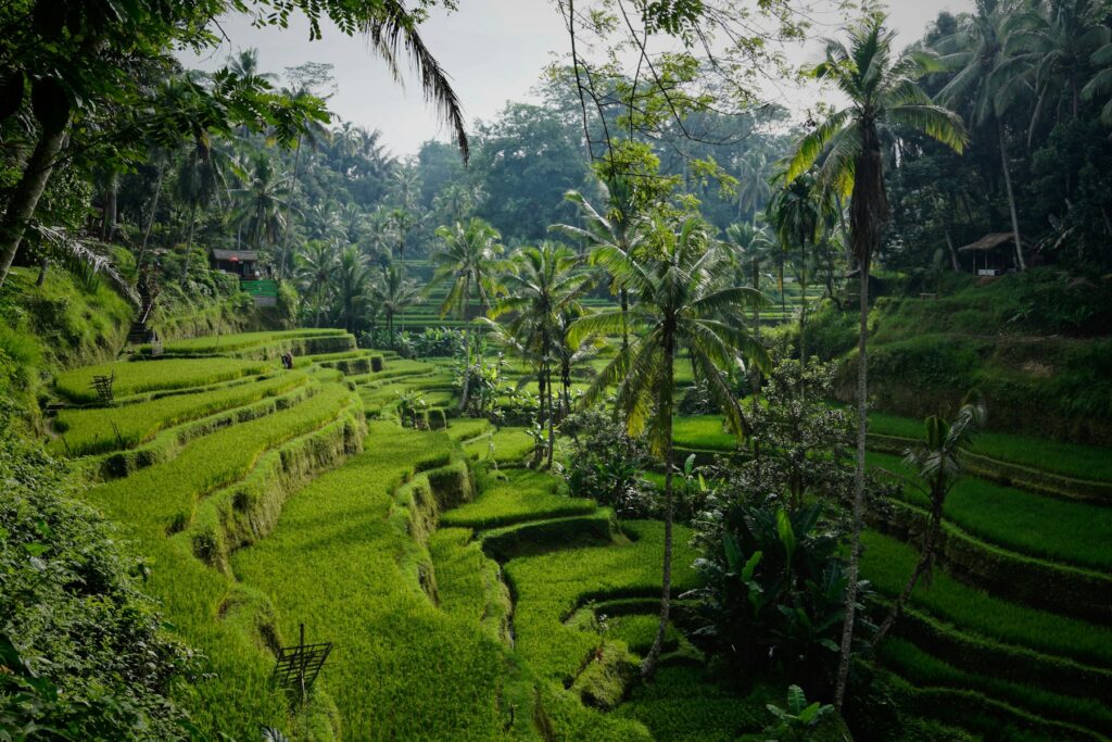 Bali für Einsteiger: Ubud, Reisfelder und Tempel