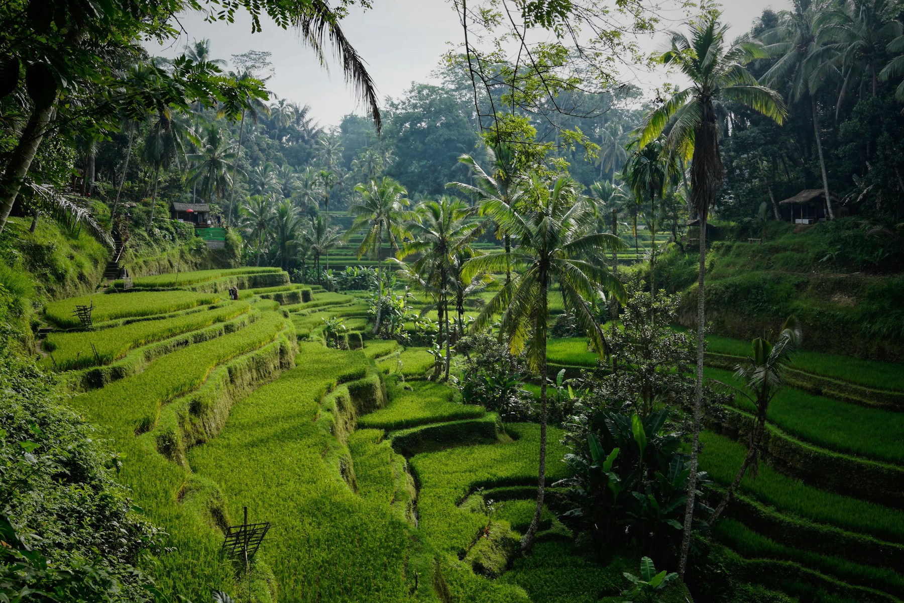 Bali für Einsteiger: Ubud, Reisfelder und Tempel